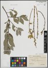 Foto von Salix arenaria L.